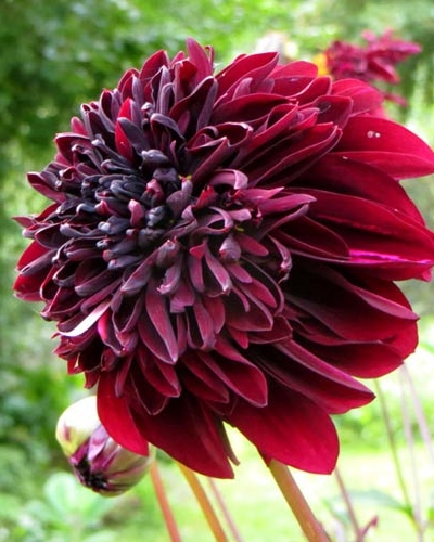 DAHLIA SOULMAN 10 kusov